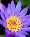 Violet Lotus Flower Closeup Royalty Free Stock Photo