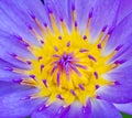 Violet Lotus Flower Closeup Royalty Free Stock Photo