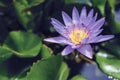 Violet lotus flower with green leaves in pond Royalty Free Stock Photo