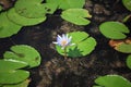 Violet Lotus flower in the lake Royalty Free Stock Photo