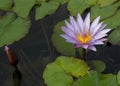 Violet lotus flower Royalty Free Stock Photo