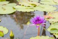 Violet lotus flower in water