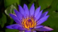 Violet lotus with green lotus pad background.