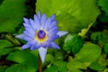 violet lotus in paddle with many green pads