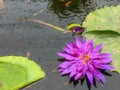 Violet lotus in pond with lotus leaf and cute small fish Royalty Free Stock Photo