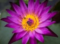 Violet lotus and small bee Royalty Free Stock Photo