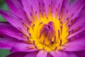Violet lotus and small bee Royalty Free Stock Photo