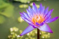 Violet lotus