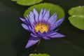 Violet lotus with yellow middle blooming in lake.