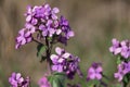 Violet Lunaria annua or honesty or annual honesty flowers with blurred background Royalty Free Stock Photo