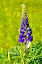 Violet lupine