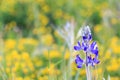 Violet lupine flower in field of yellow flowers