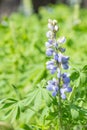 Violet Lupine Flower