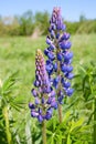 Violet lupine flower on a summer meadow Royalty Free Stock Photo