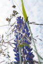 Violet lupine flower on a summer meadow on a sky background