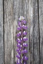 Violet lupine flowers on old wooden background Royalty Free Stock Photo