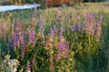 Violet lupines on meadow in evening Royalty Free Stock Photo