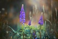Violet Lupines In Meadow