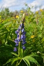 Violet lupinus, lupin or lupine. Beautiful flower on summer meadow.