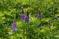 Violet lupinus, lupin or lupine. Beautiful flowering meadow in summer