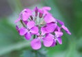 Violet macro flower.