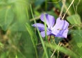 Forest flower violets close-up