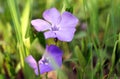 Forest flower violets close-up