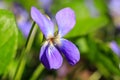 Violet macro photo. Forest flower violets close-up. Macro photo