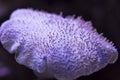 Violet marine coral on a dark background