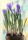 Violet mauve crocus flowers in a flowerpot, bokeh background