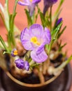 Violet mauve crocus flowers green plant bulbs, wood background