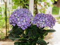 Violet, mauve Hydrangea flowers in a vase, hortensia petals