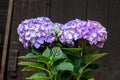 Violet, mauve Hydrangea flowers in a vase, hortensia petals