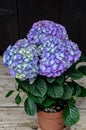 Violet, mauve Hydrangea flowers in a vase, hortensia petals