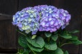 Violet, mauve Hydrangea flowers in a vase, hortensia petals