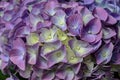 Violet, mauve Hydrangea flowers in a vase, hortensia petals