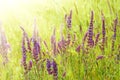 Violet meadow flower