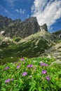 Violet Meadow Geranium flower in the end of Mala Studena Dolina valley in High Tatras