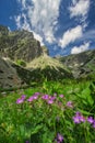 Violet Meadow Geranium flowers in the end of Mala Studena Dolina valley in High Tatras
