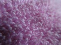 Violet microfiber cloth closeup