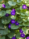 Violet morning glory. Weaving flowers. Beautiful natural background of flowers and large leaves Royalty Free Stock Photo