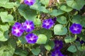 Violet morning glory. Weaving flowers. Beautiful natural background of flowers and large leaves Royalty Free Stock Photo