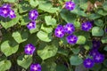 Violet morning glory. Weaving flowers. Beautiful natural background of flowers and large leaves Royalty Free Stock Photo