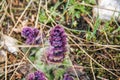 Violet mountain flower