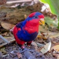 Violet-necked Lory/parrot