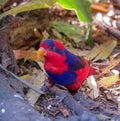 Violet-necked Lory/parrot