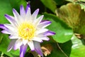 Violet Nelumbo Nucifera Lotus Flower in the pond