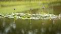 Violet Nymphaea lotus flowers reflection on the water