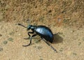 Violet oil beetle detail