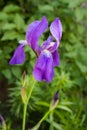 Violet one iris flower in the garden on green background